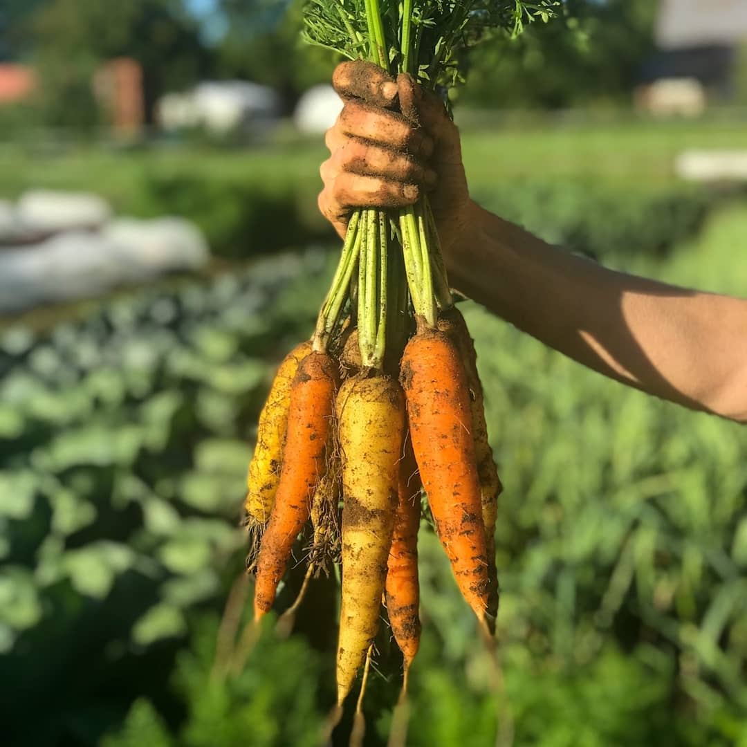 NCC_CCN's tweet image. A5: Visit the farms in the #Greenbelt to find locally grown produce and taste the best of the summer harvest! 🍓🥕🌽🚜 

Find a farm: ncc-ccn.gc.ca/blog/agri-tour…  
📷: @ottawafarmfresh /ig #CanadaChat #eatlocal