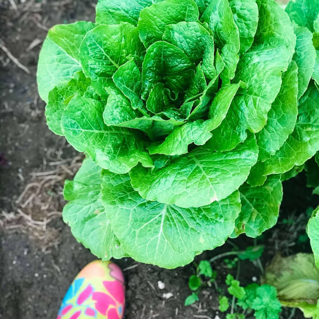 CCN_NCC's tweet photo. R5 : Visitez les fermes de la #CeinturedeVerdure pour trouver des produits cultivés localement et goûter le meilleur de la récolte estivale ! 🍓🥕🌽🚜  

Trouver une ferme : https://t.co/jzoO1Z6UR5 

📷: @ottawafarmfresh /ig #CanadaChat https://t.co/Wmbk4C4LWD