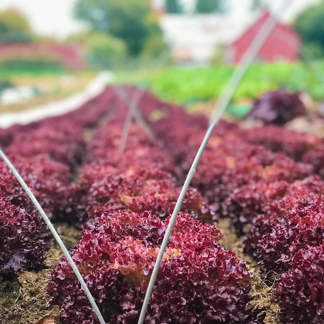 CCN_NCC's tweet photo. R5 : Visitez les fermes de la #CeinturedeVerdure pour trouver des produits cultivés localement et goûter le meilleur de la récolte estivale ! 🍓🥕🌽🚜  

Trouver une ferme : https://t.co/jzoO1Z6UR5 

📷: @ottawafarmfresh /ig #CanadaChat https://t.co/Wmbk4C4LWD