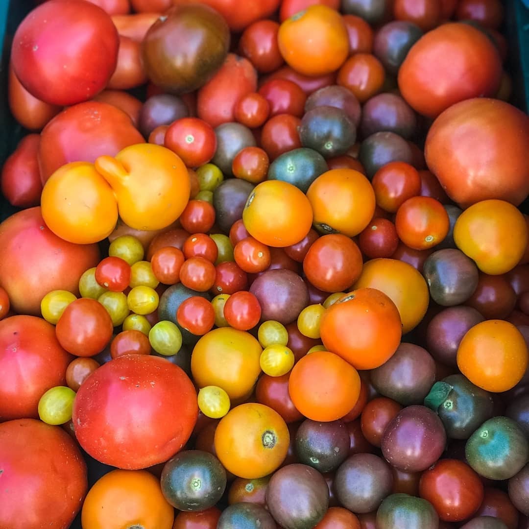 CCN_NCC's tweet photo. R5 : Visitez les fermes de la #CeinturedeVerdure pour trouver des produits cultivés localement et goûter le meilleur de la récolte estivale ! 🍓🥕🌽🚜  

Trouver une ferme : https://t.co/jzoO1Z6UR5 

📷: @ottawafarmfresh /ig #CanadaChat https://t.co/Wmbk4C4LWD