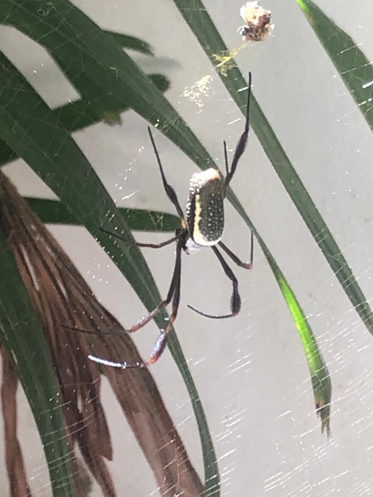 IMFOSEXUAL's tweet image. @arachnocosas Holaaa. Esta araña es de Venezuela. Vive en los jardines en Caracas a 1000 m.s.n.m  Será que es de importancia médica?