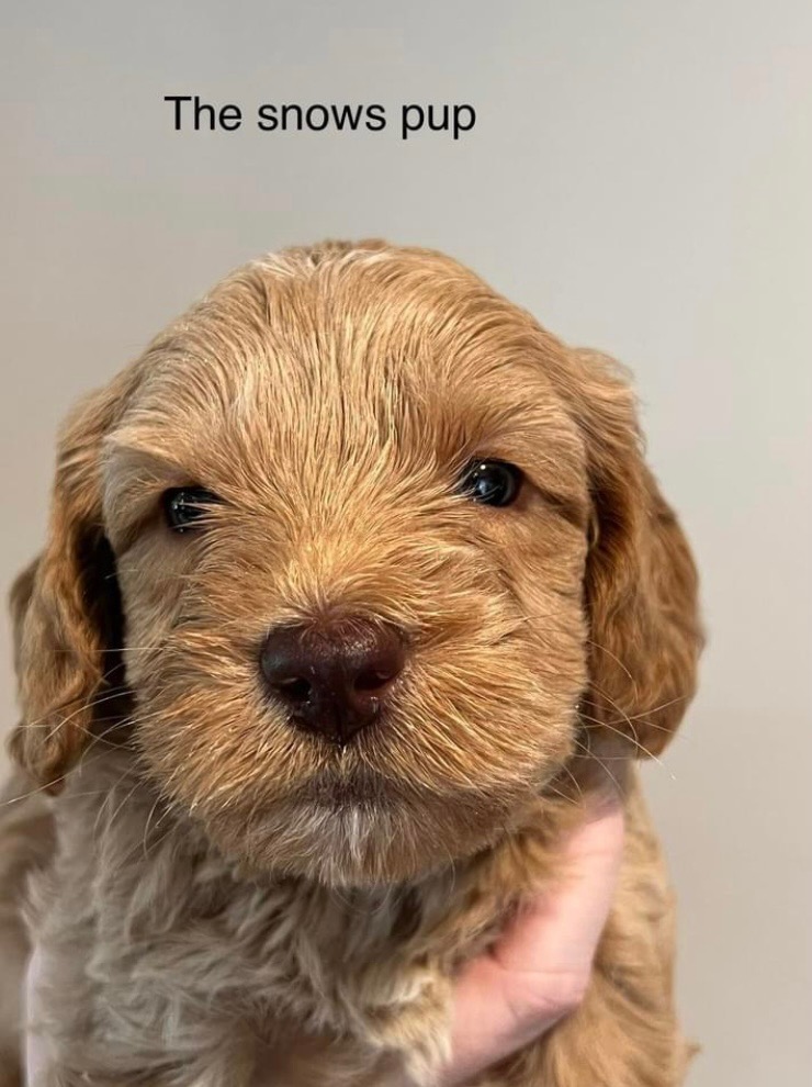 First Pupdate of the summer! 🐾