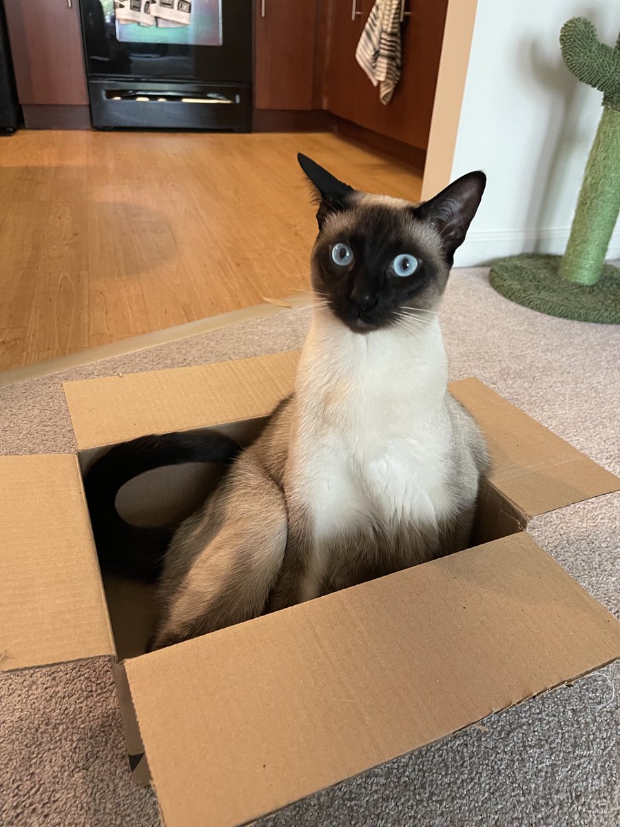rj_squee's tweet photo. Hasn’t met a box he didn’t like #boxislife https://t.co/U0mmWZFAAn