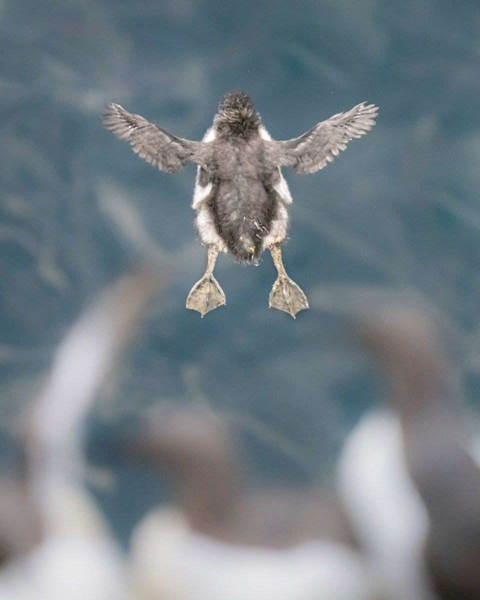 Last night I captured one of my best images to date. Probably the single most important event in a Guillemot's life. Unable to yet fly, a 3-week-old chick leaps off the cliff, following its dad who will teach it how to fend for itself out at sea over the coming weeks.