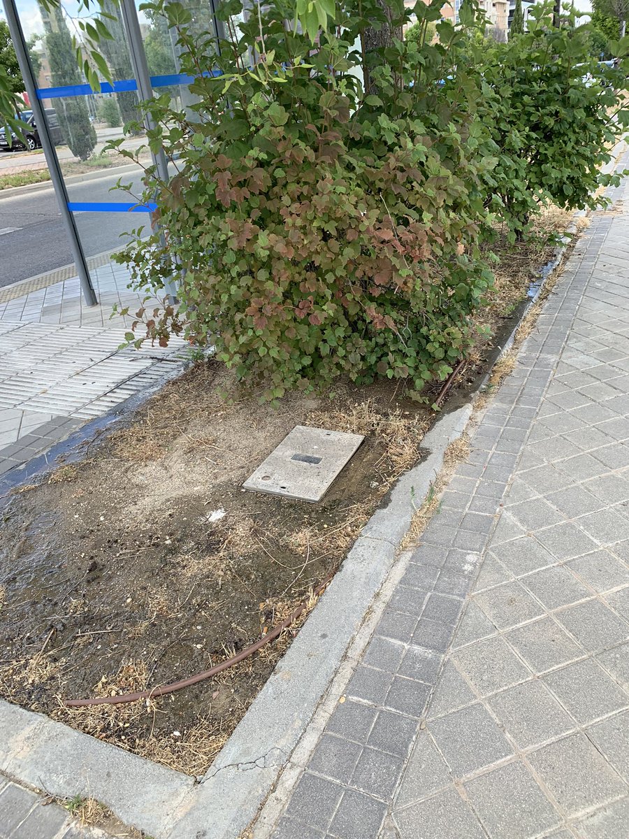 PSanchinarro's tweet photo. Hola @Lineamadrid El riego de C/Ana de Austria a la altura de la escuela infantil hasta la parada de bus lleva encendido desde ayer encharcando todo. https://t.co/79JRh5F8Ui