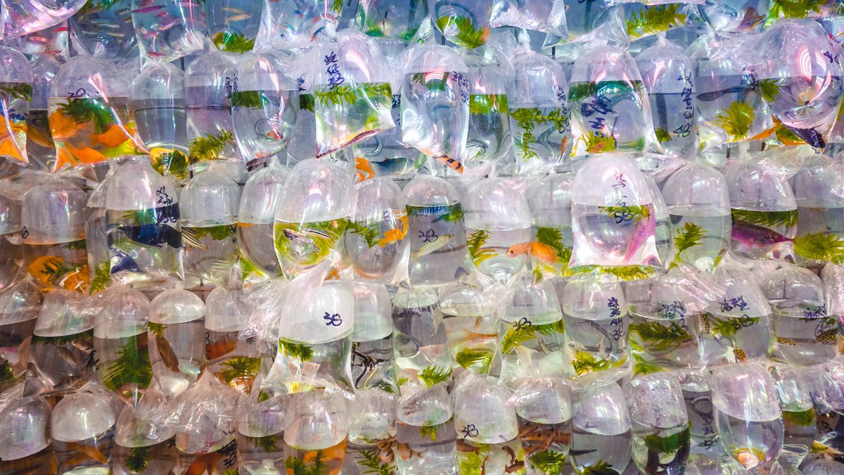 poissonrougefr's tweet photo. Les poissons rouges en lot à gagner en fête foraine, kermesse, sont interdits en France ❌

Notre association reçoit fréquemment des signalements, et vient de mettre en place un formulaire dédié pour nous alerter : n'hésitez pas à témoigner !
https://t.co/xUM2kbWfwE https://t.co/i5QAO7kxJt