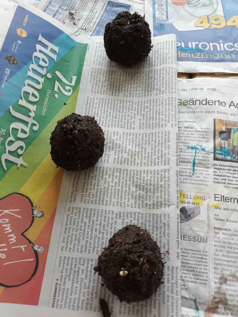 #primaredu  Samenknödel entstehen...