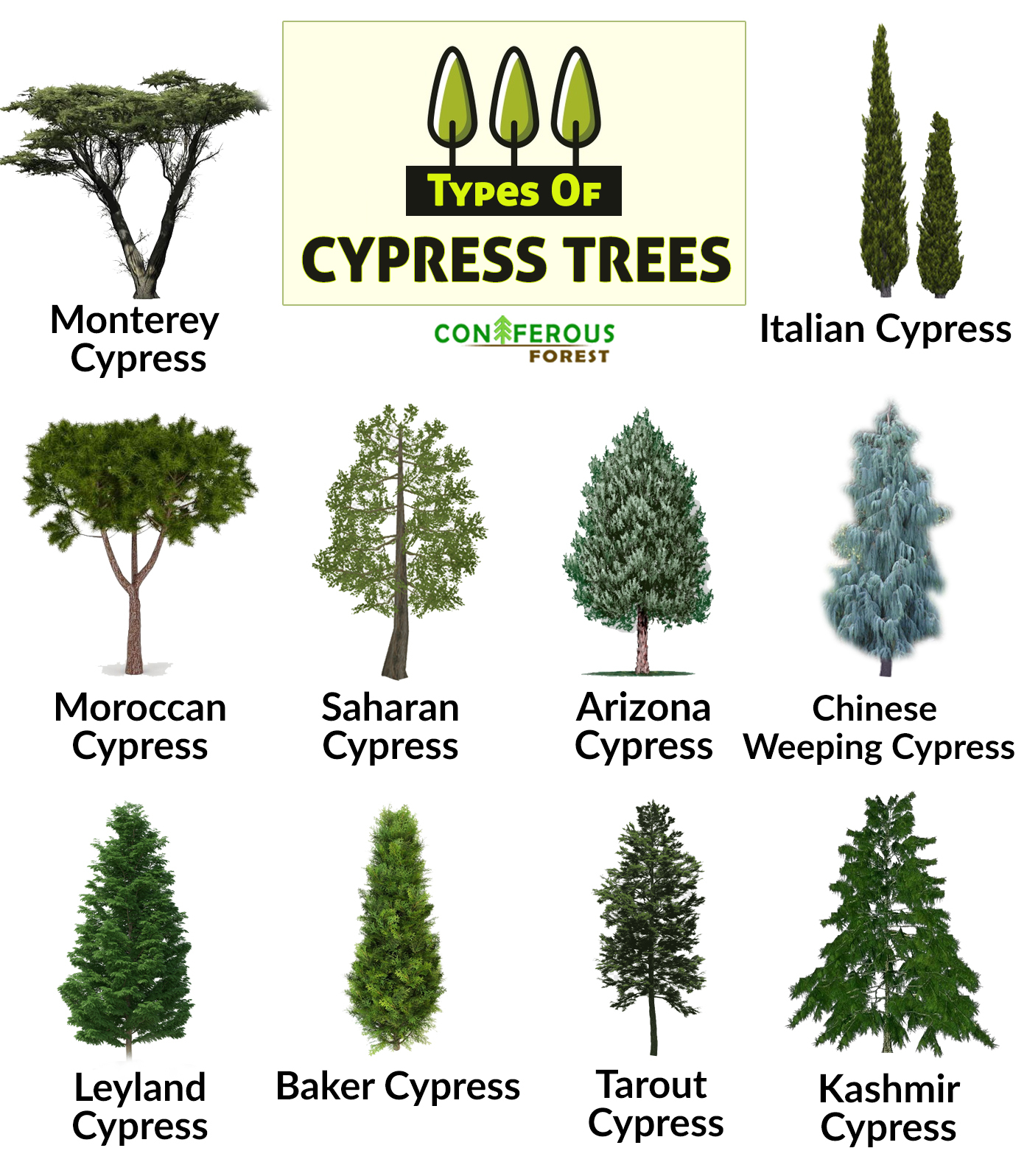 Types of Trees