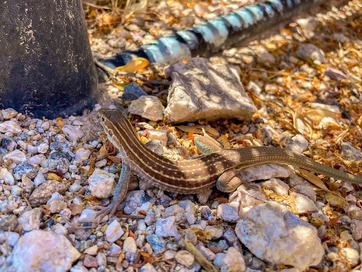 Had a great time at the ASM 2022 conference! Many thanks to <a href="/StemFyi/">STEM*FYI</a> <a href="/grad_diversity/">Office for Graduate Diversity - UC Berkeley</a> <a href="/PPG/">PPG</a> for the STEM*FYI grant that helped make attending this conference possible! #DesertCrittersAreTheBestCritters