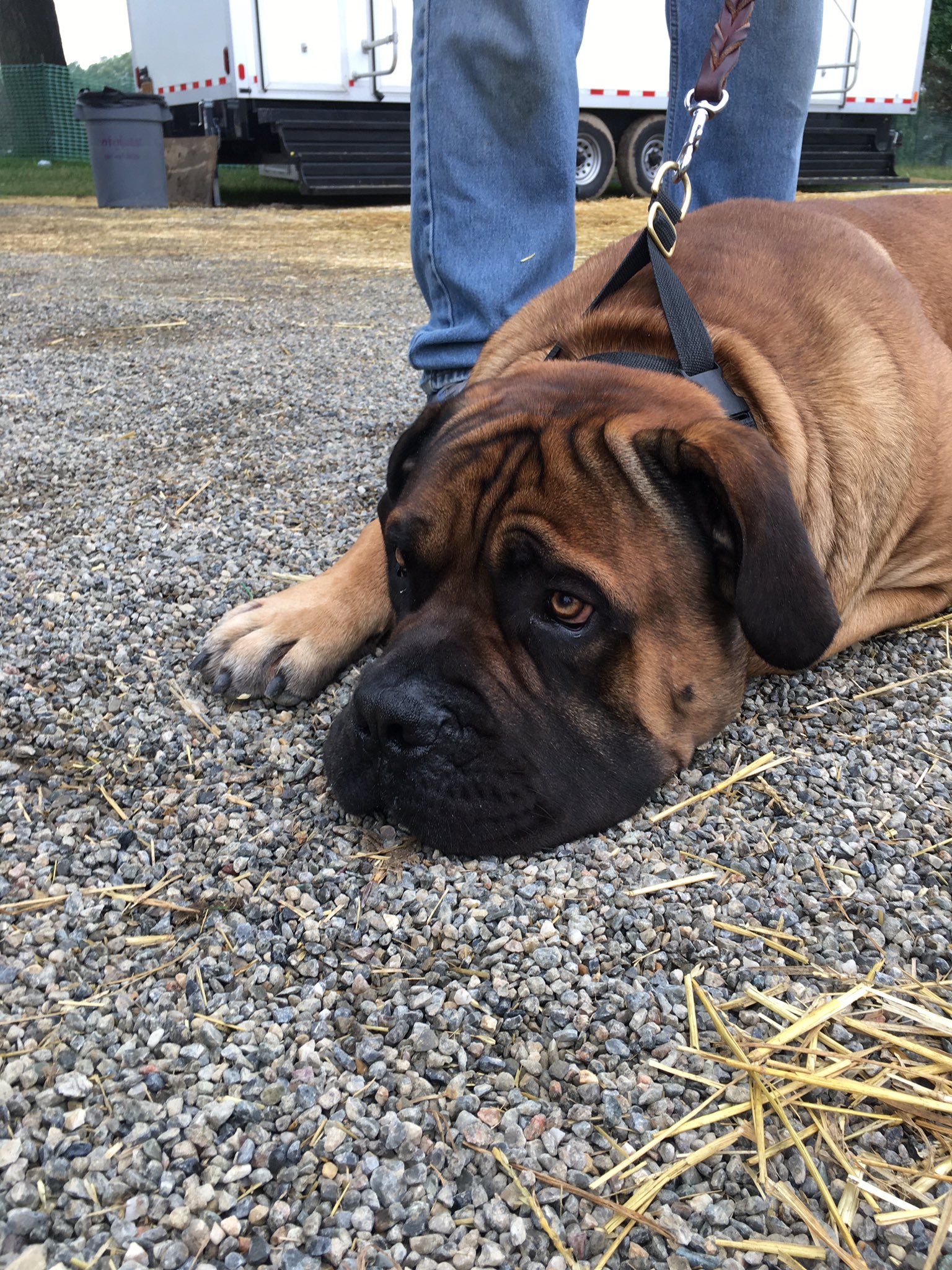 What Does It Mean When Dog Rubs Against You