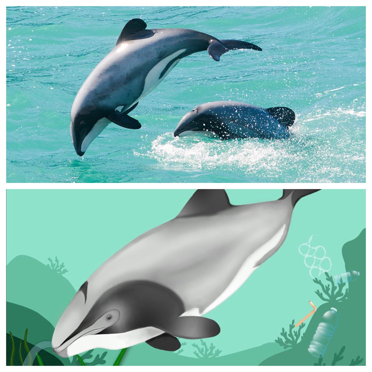 NFSea_art's tweet photo. Hector's dolphins are the smallest and rarest marine dolphins in the world. Their population falls every year as more are killed by fishing nets than are born. Urgent action is needed to save them, that’s why we��re supporting @oceana! #savetheoceans #fundraising #nft #nfsea #art https://t.co/oUJ5yahsja