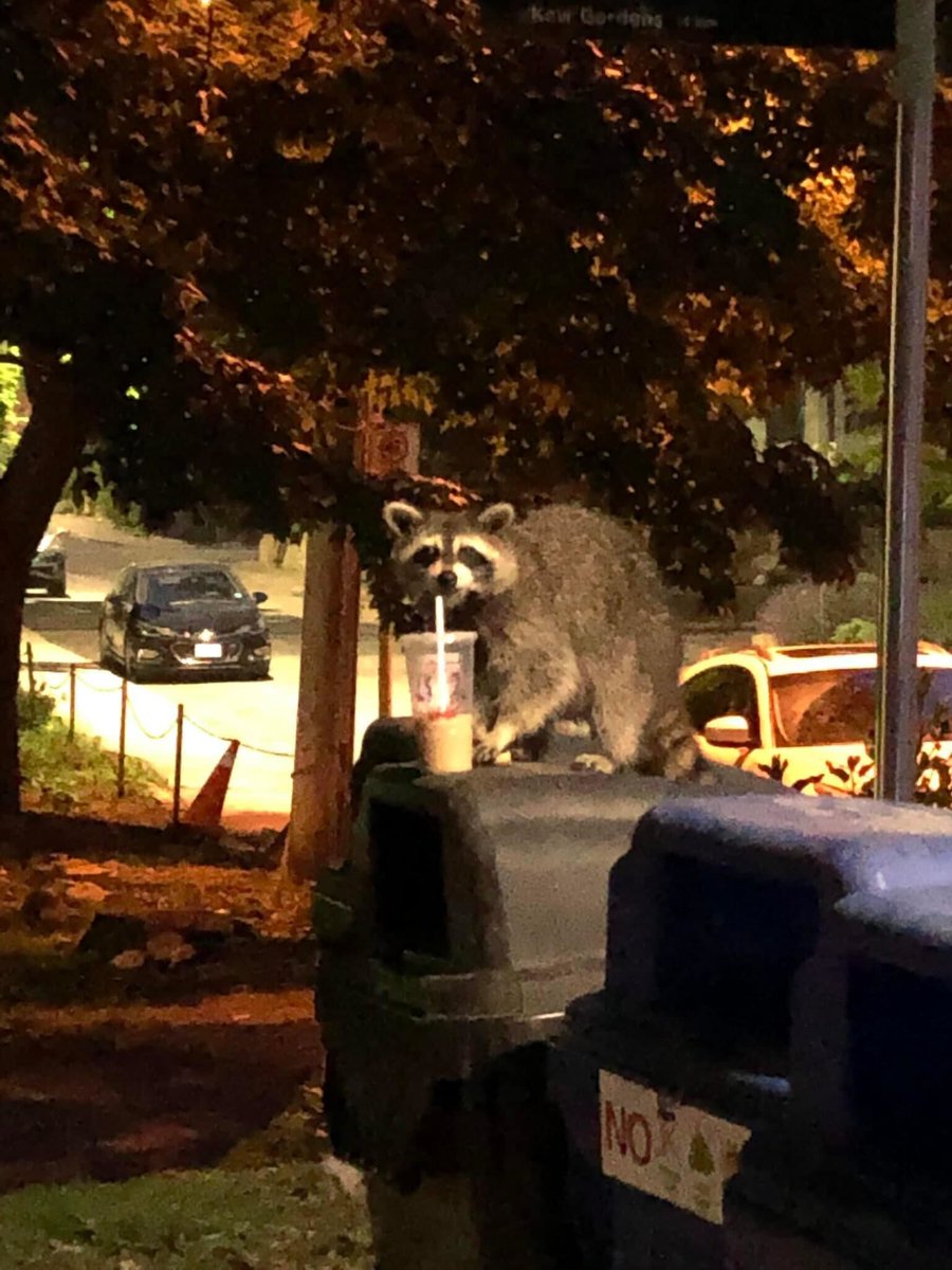 blogTO's tweet photo. A Toronto raccoon was spotted sipping on an iced coffee on the Beaches boardwalk 😂 - 📸 Peter Ross #Toronto #TorontoRaccoon https://t.co/ehQdS3x5yM