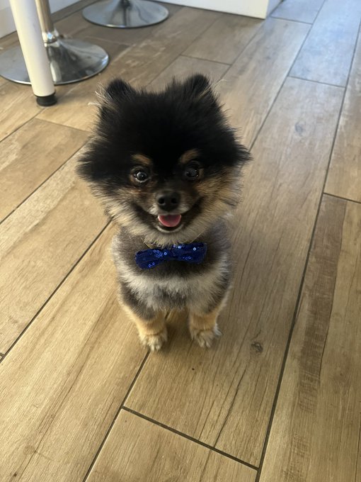 HAPPY 1st BIRTHDAY ARTY🥳  Mando dressed up for the occasion too 🥰 https://t.co/7rJmbXSlic