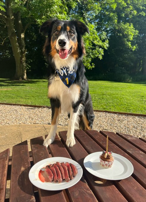 HAPPY 1st BIRTHDAY ARTY🥳  Mando dressed up for the occasion too 🥰 https://t.co/7rJmbXSlic