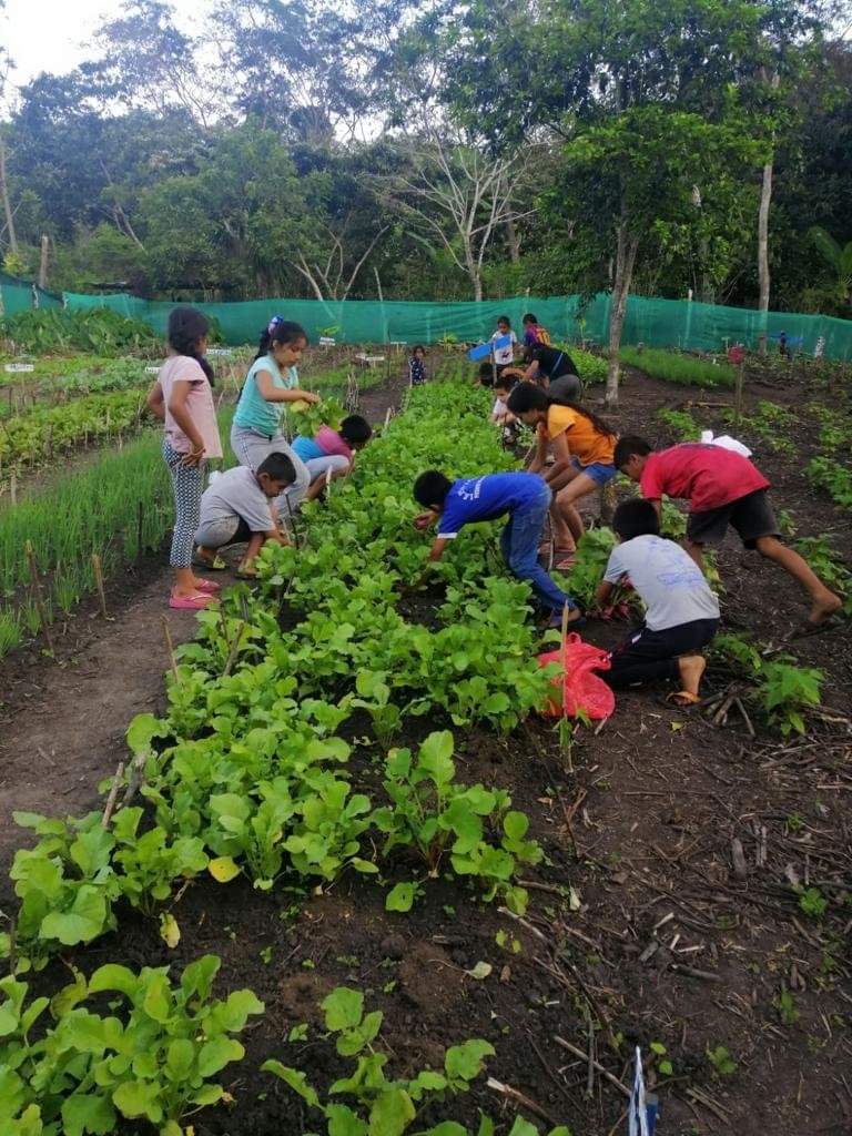 ElferNeira's tweet photo. 🥕🥬🥒82 BIOHUERTOS INSTALADOS EN FAVOR DE LA COMUNIDAD ESTUDIANTIL EN SAN IGNACIO 
"Plan Victoria" fortalece la seguridad alimentaria de estudiantes y familias, a través de la instalación de Biohuertos Escolares Ecológicos.@midagriperu,@MesiasGuevara,@MarcoFerMego,@SamuelCajaLu https://t.co/wm0tdWxXzD