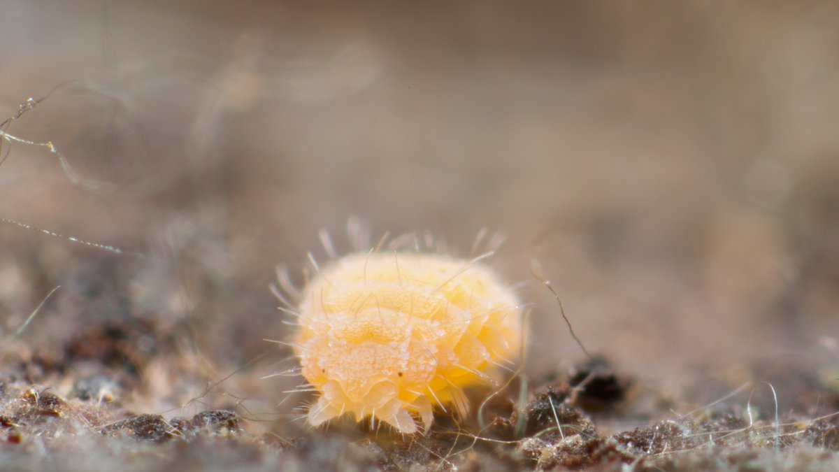 A lovely and rather ornate Monobella grassei from yesterday. #springtail #collembola #mesofauna #soilanimal chaosofdelight.org