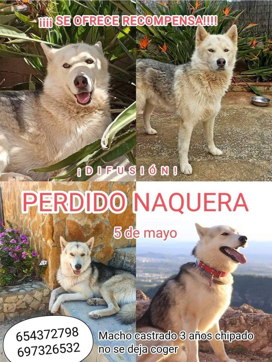 fxckyoumore's tweet image. Bjorn lleva mes y medio desaparecido.
Naquera (Valencia)
Su familia está súper desesperada buscándolo.