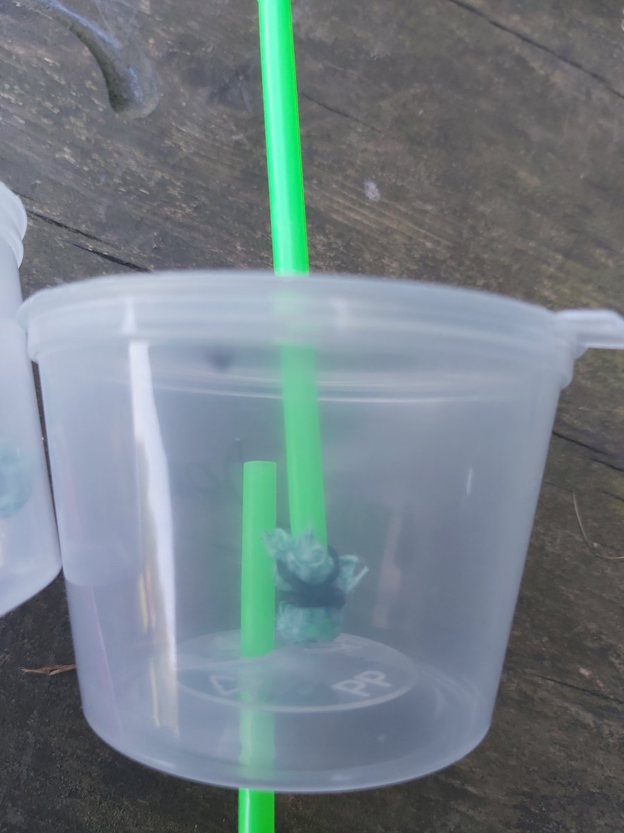 ChilternOutdoor's tweet photo. @ChilternYR Butterflies each made a pooter ready for our next Outdoor Learning session! They did a great job &amp; we're looking forward to using them next week. Well done 🦋- Mrs B 🙂 https://t.co/Ec9HNGRHjt