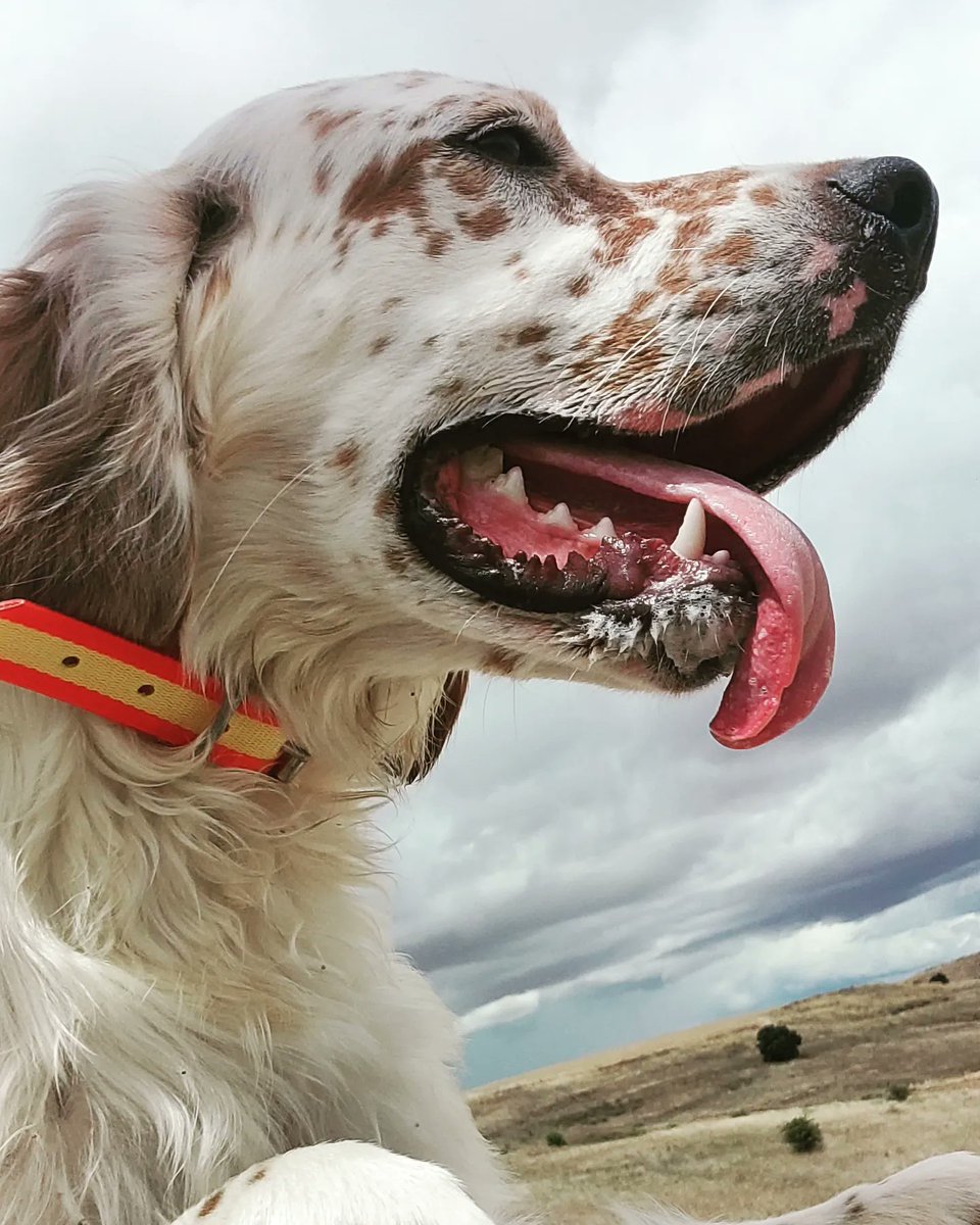 javier_inestal's tweet photo. No hay compañero tan fiel, ni amigo tan leal 🤍Titan🤍
#setteringlese #setter #setteranglais #cazamenor #caza https://t.co/UIkf2QRaD6