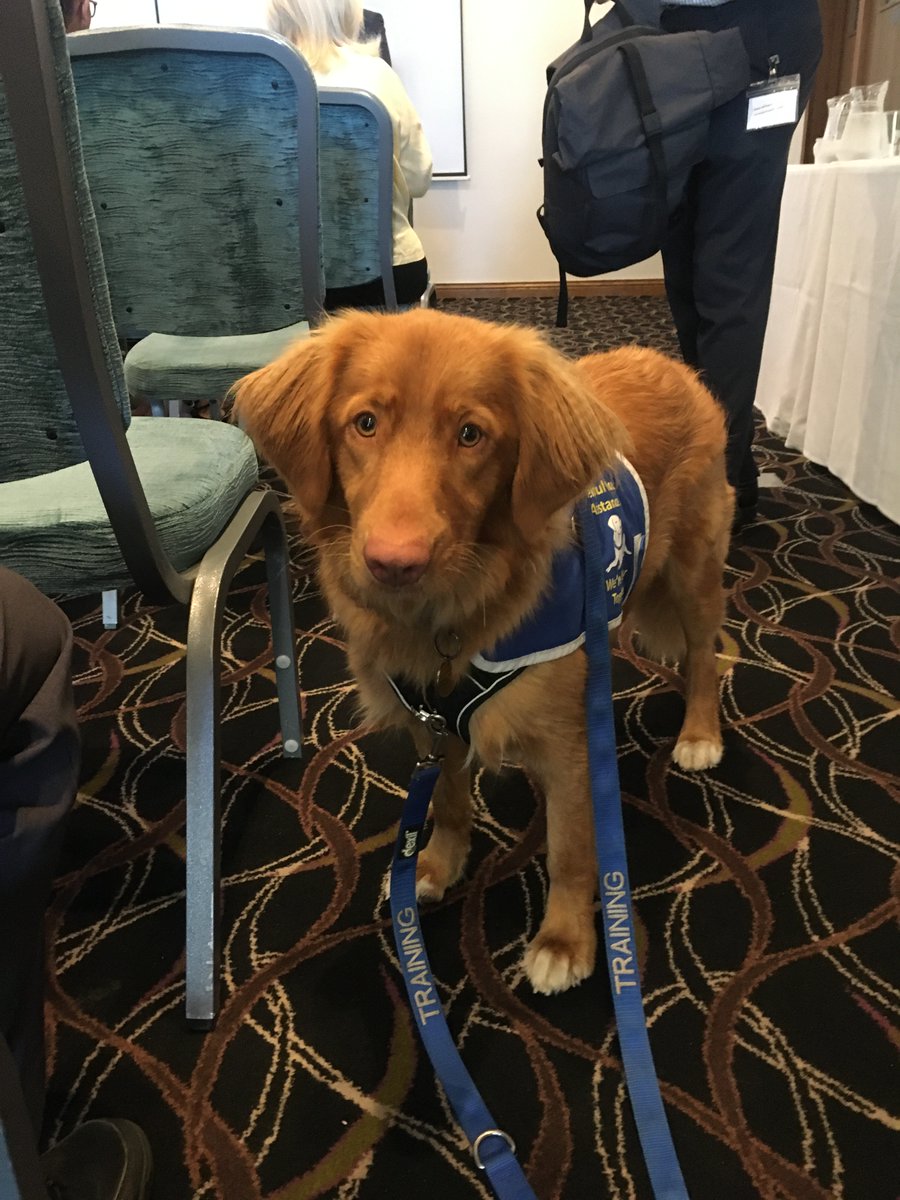 Today we held the last in our series of Rapid Collaboration Networking Events, in partnership with <a href="/BCPCouncil/">BCP Council</a>, bringing together #business and <a href="/BU_Research/">Research @ Bournemouth University</a>  to form new collaborations. Today was #MedicalScience, with a beautiful view, delicious pastries and <a href="/HelpfulHounds/">Helpful Hounds</a> 🐕‍🦺