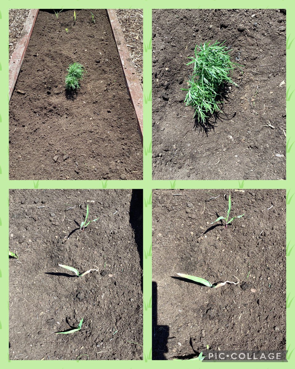 MrsRyanMLP's tweet photo. We cleared all the weeds out of our planter in our school allotment and planted our vegetables and lavender 🌱@MabLanePri @MrsThomasMLP https://t.co/seteTP6V0d