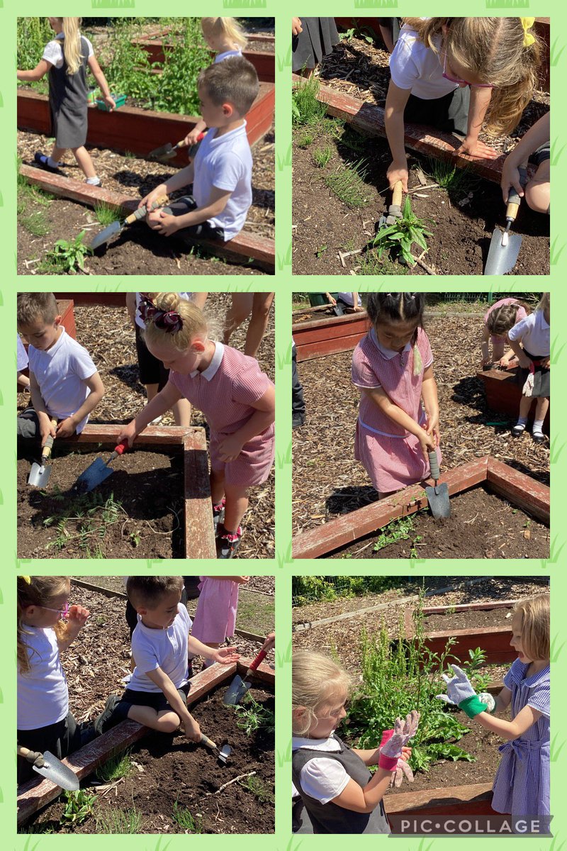 MrsRyanMLP's tweet photo. We cleared all the weeds out of our planter in our school allotment and planted our vegetables and lavender 🌱@MabLanePri @MrsThomasMLP https://t.co/seteTP6V0d
