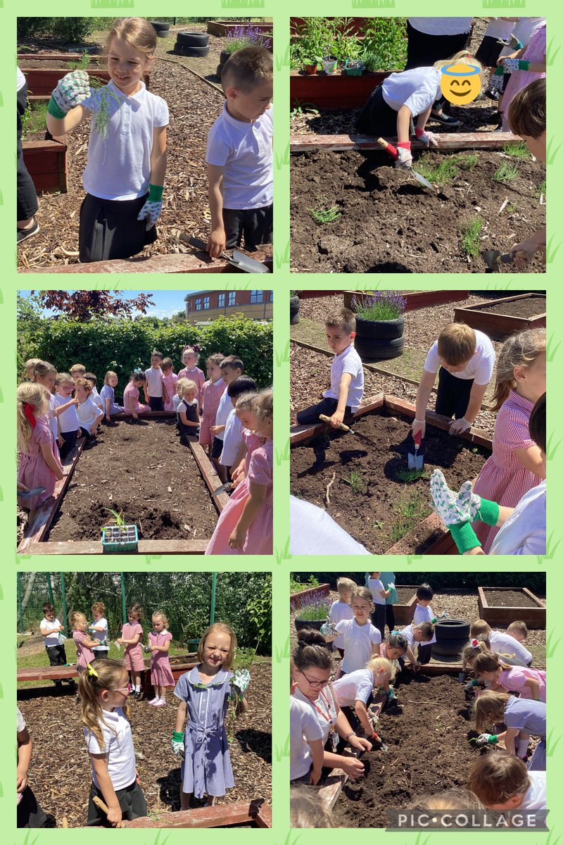 MrsRyanMLP's tweet photo. We cleared all the weeds out of our planter in our school allotment and planted our vegetables and lavender 🌱@MabLanePri @MrsThomasMLP https://t.co/seteTP6V0d