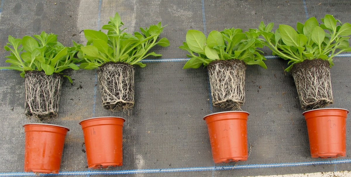 SylvaGrow tweet media