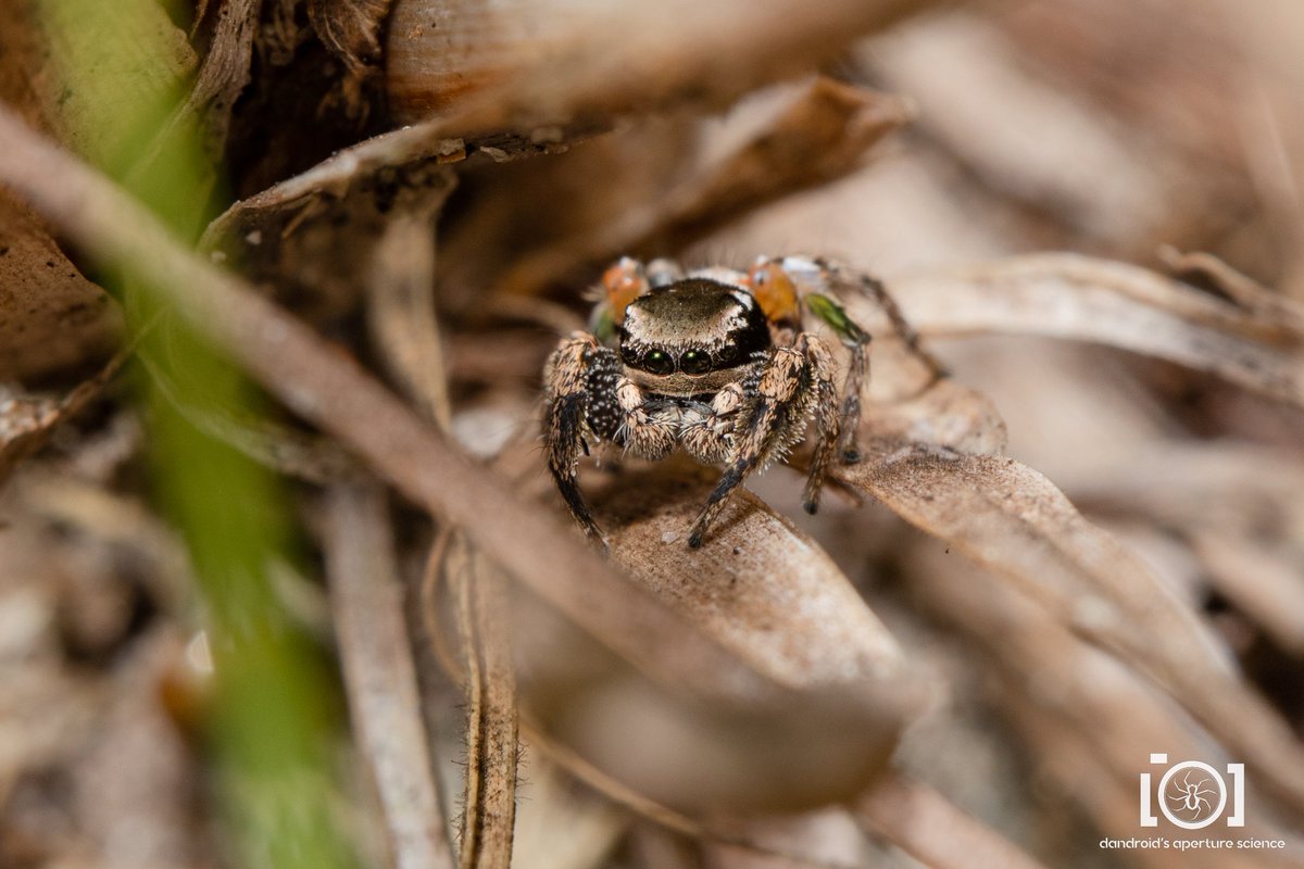 apsciencebydan's tweet photo. Habronattus brunneus - a tiny fancy knee boi. ❤️

Looks like he has a little goldfish on each knee of his 3rd leg pair. Lol https://t.co/fUCT6tkl6q