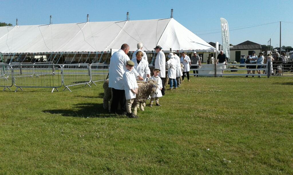 #LincolnLongwool being judged <a href="/lincsshow/">Lincolnshire Show</a> #lincolnshireshow22