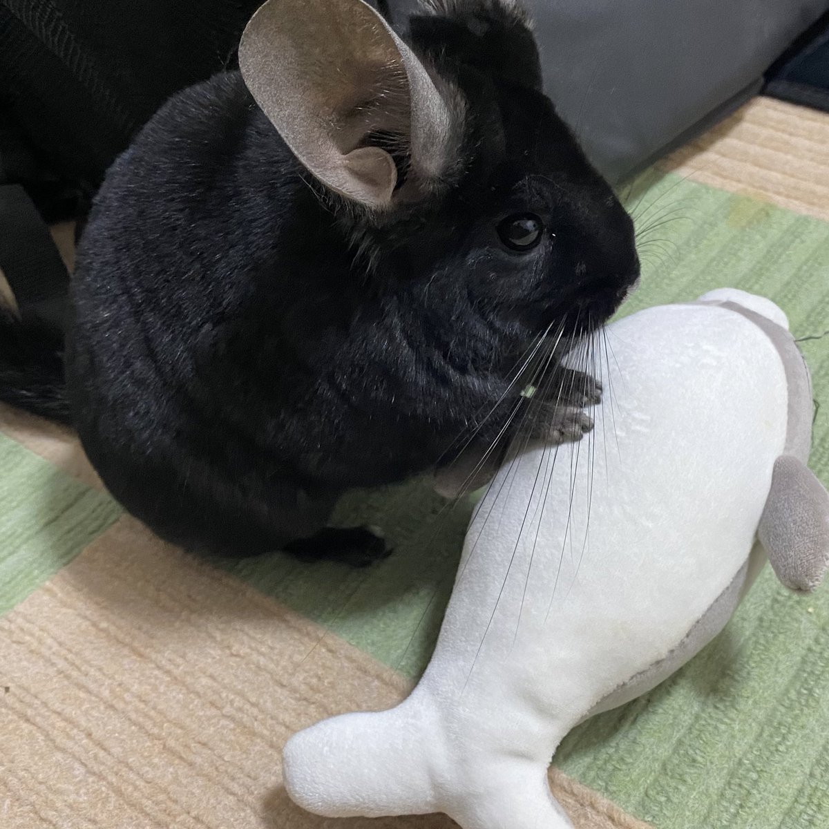 じょーの日常。 tweet media