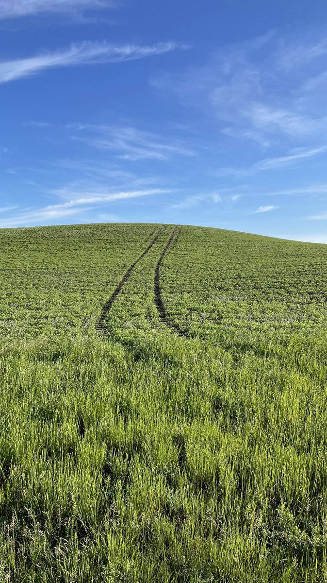 People are ignorant bastards. Who drives into a seeded field do no reason.
