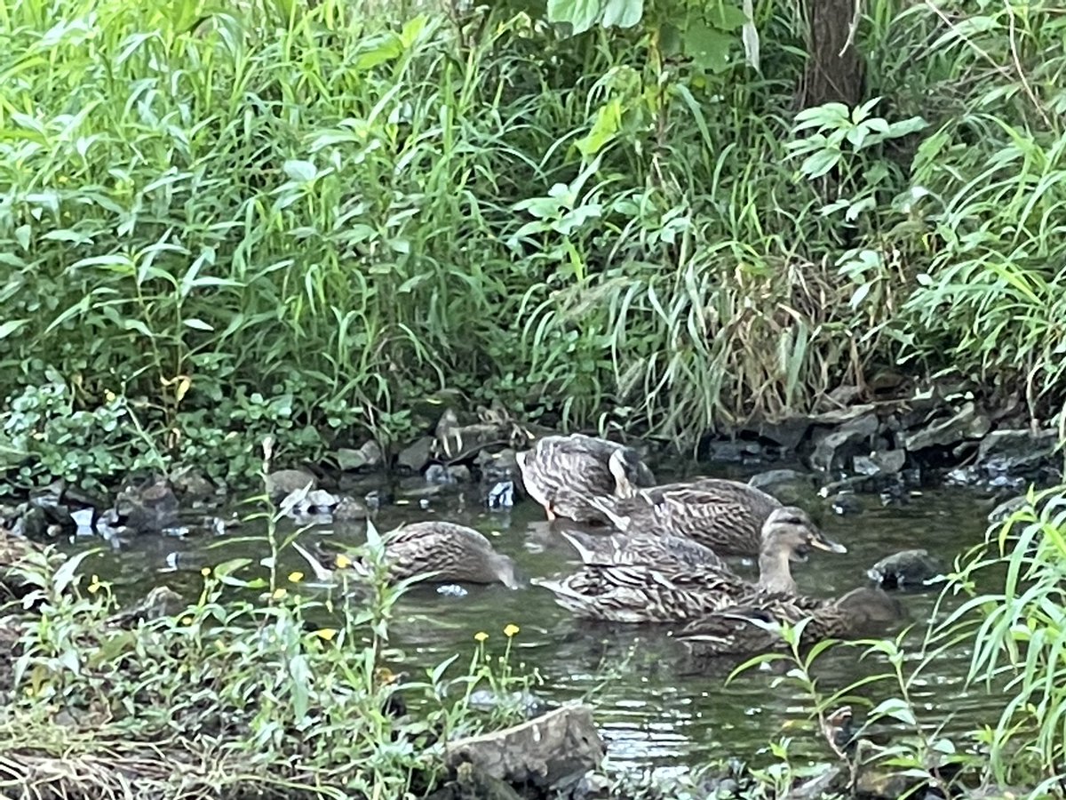 jencottengim's tweet image. Close encounters of the duck kind. Paparazzi on scene to report~ 💕#SPSMSFineArtsProgram @officialSPS #digitalphotgraphyrocks
