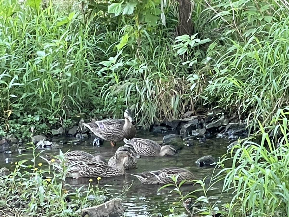 jencottengim's tweet image. Close encounters of the duck kind. Paparazzi on scene to report~ 💕#SPSMSFineArtsProgram @officialSPS #digitalphotgraphyrocks