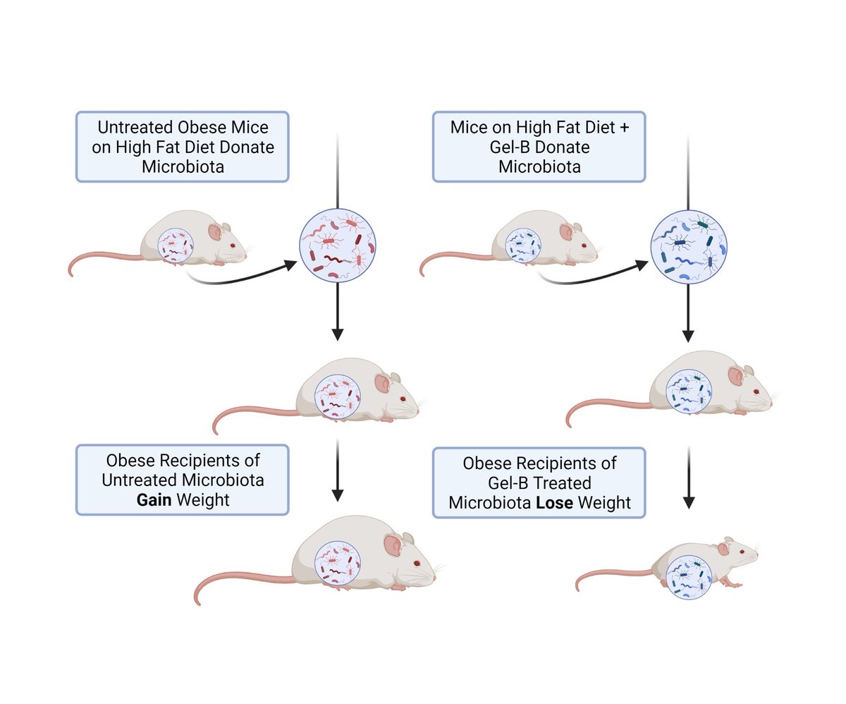 Bryan W Jones (@joneseythinks) on Twitter photo If you're at Microbiome Mvmt Drug Development conference, come see how <a href="/GelesisInc/">Gelesis</a> oral superabsorbent hydrogels impact the Microbiome and metabolic health mice.
Thanks to our wonderful collaborators in Milan <a href="/SilvestriAles/">Alessandra Silvestri</a> <a href="/maria_rescigno/">Maria Rescigno</a> <a href="/antoniogilgom/">Antonio Gil-Gomez</a>
#weightloss If you're at Microbiome Mvmt Drug Development conference, come see how <a href="/GelesisInc/">Gelesis</a> oral superabsorbent hydrogels impact the Microbiome and metabolic health mice.
Thanks to our wonderful collaborators in Milan <a href="/SilvestriAles/">Alessandra Silvestri</a> <a href="/maria_rescigno/">Maria Rescigno</a> <a href="/antoniogilgom/">Antonio Gil-Gomez</a>
#weightloss