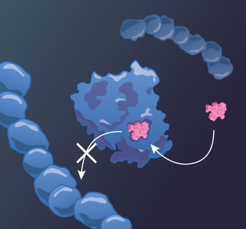 PfizerMed's tweet photo. Pfizer's oral #COVID19 protease inhibitor, an authorized prescription treatment, was designed to inhibit the #SARSCoV2 main protease. More information can be found on #PfizerMedical Portal: https://t.co/h7liIynHyO https://t.co/SS0iWh7sks