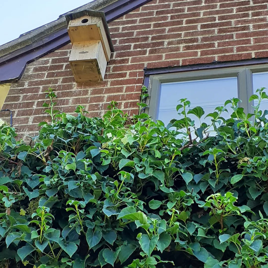 Day 22 #30DaysWild Bird boxes provide a safe place for birds to build their nests, protecting them from the elements and predators. You can attract a variety of birds into your garden by getting the right size box @Bertseyeview1 @NorfolkWT