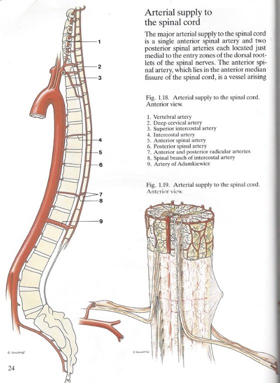 Albert W. Adamkiewicz (1850-1933) was a Polish physician who in 1882 described a communicating artery that provides the major blood supply to the lower spinal cord. Injury to the artery produces loss of motor function with retention of sensory function below ~ T9 (Katz - 1987).