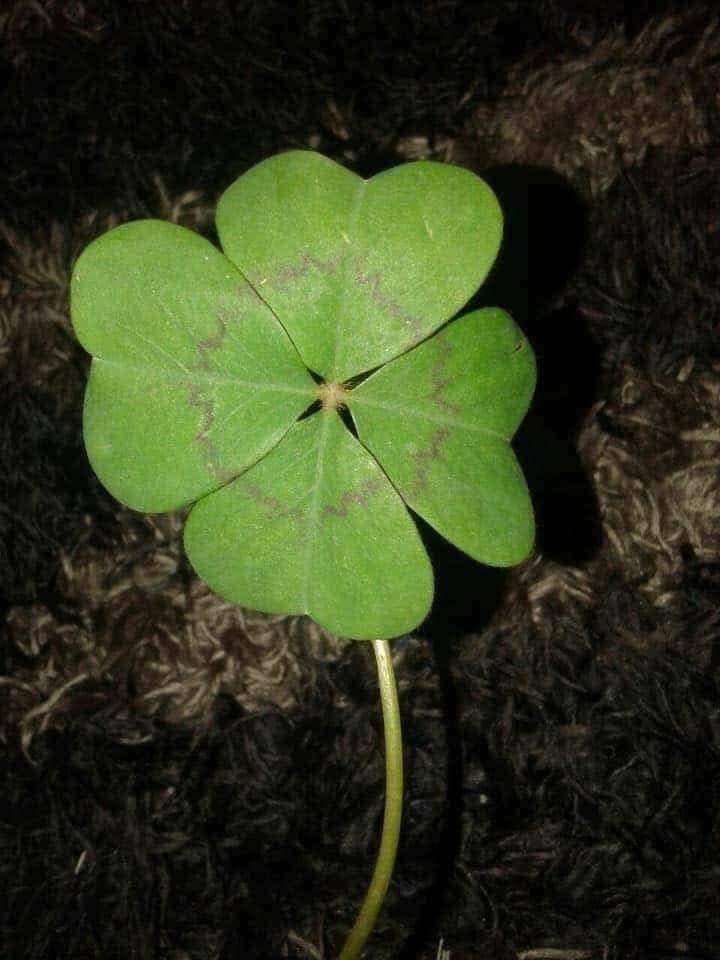 Congratulations, you found the 4-leaf clover. You will be very lucky today!🍀