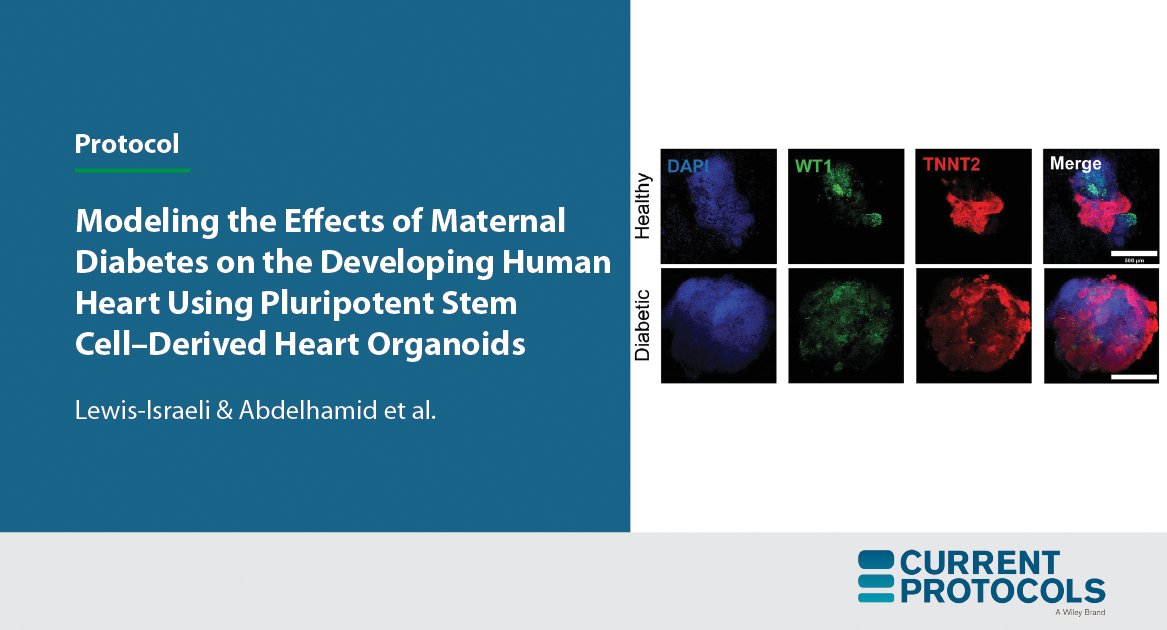 Here, <a href="/aaguirrecano/">Aitor Aguirre</a> et al (<a href="/michiganstateu/">MSU</a>) describe an hPSC–based method to generate developmentally relevant self-organizing human heart #organoids, which they use to study the effects of pregestational diabetes on the developing human #heart.

➡️bit.ly/3tSmJD8 🔓