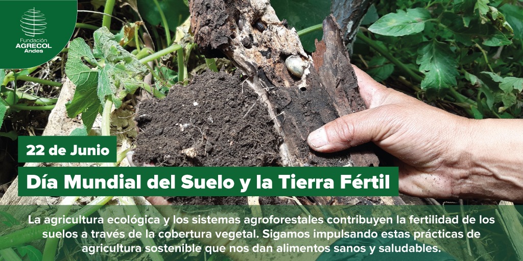 agrecol_andes's tweet image. La #AgriculturaEcológica y los #SistemasAgroforestales contribuyen a recuperar la fertilidad de los suelos a través de acciones sencillas como la #coberturavegetal.
 
Sigamos impulsando estas prácticas de #AgriculturaSostenible que además nos dan alimentos sanos y saludables. 🙂