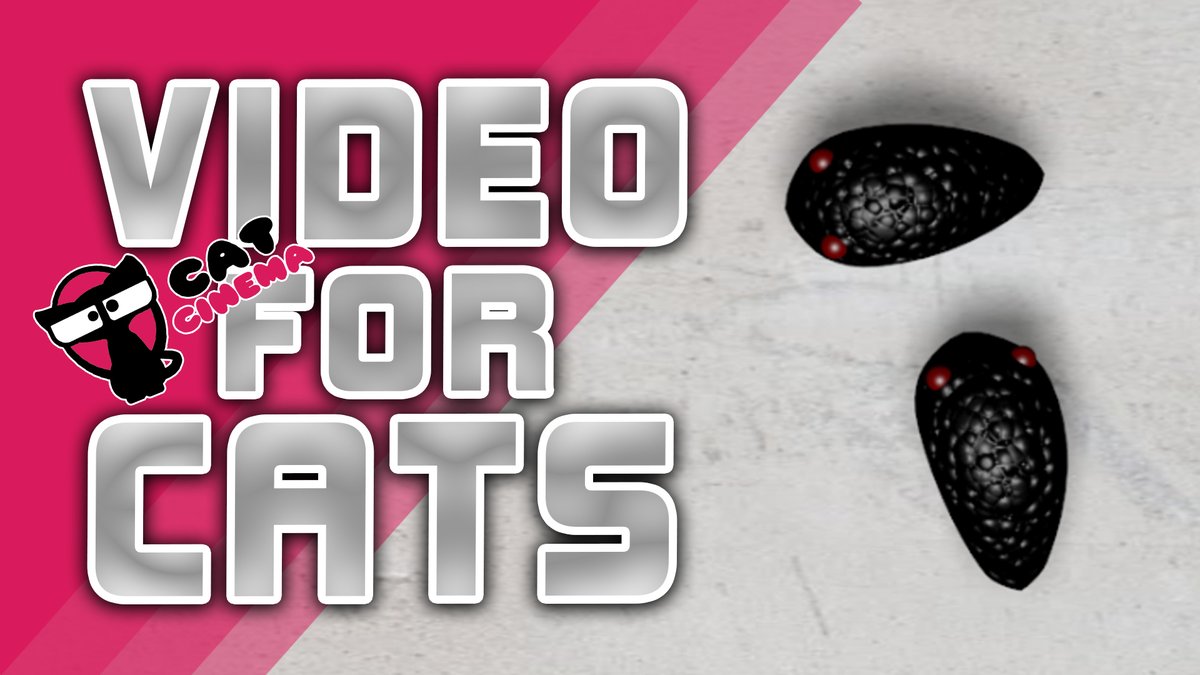 CatCinema1's tweet photo. A new video for you guys! Enjoy: https://t.co/3EKQtAad5i
#CatsOfTwitter #catcinema #catgames https://t.co/QfCE4cocTq
