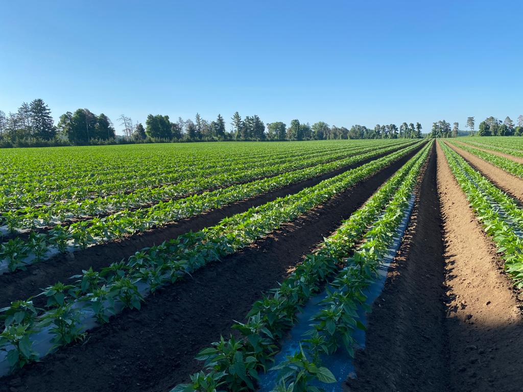 Canam_Fresh's tweet photo. Farming isn't easy by any means no matter how experienced we are or how many years we've been at it, mother nature usually rules, and so far, this year's crops have to be one of the most beautiful looking bell pepper crops we've seen in decades. Can't wait until harvest. https://t.co/Sq0W6cAKhc
