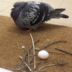 やる気ない？適当すぎる鳩の巣作りが話題に