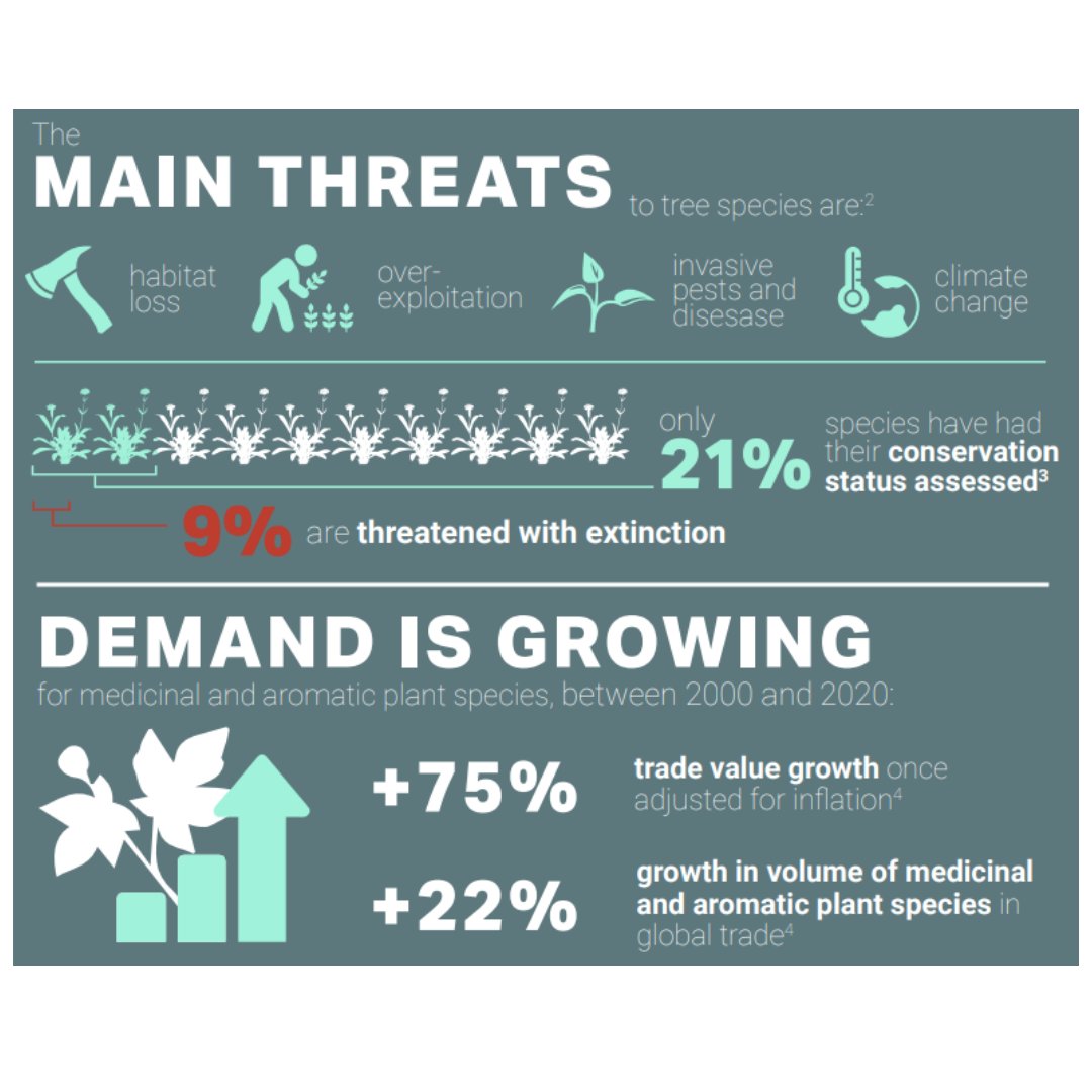 fairwild's tweet photo. Demand for plant ingredients is growing. Once adjusted for inflation, the global trade value of medicinal and aromatic plants has grown by more than 75% in the last two decades.

From: WildCheck report @TRAFFIC_WLTrade @FAO @IUCNssc

#FairWildWeek #PlantTrade https://t.co/KmM3LhDFah
