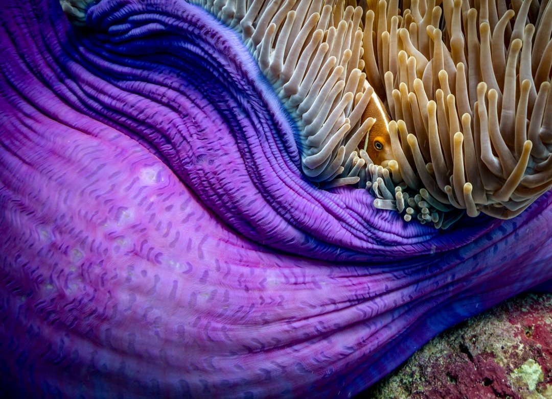 A clownfish nestles in a sea anemone on the Great Barrier Reef for <a href="/ScienceMagazine/">Science Magazine</a>.

This photo by <a href="/FredrikJutfelt/">Fredrik Jutfelt @jutfelt.bsky.social</a>, with direction from our Photo Editor <a href="/EmilyRosePete/">Emily Petersen</a> and Design Editor <a href="/ChrysSmith/">Chrystal Smith</a>, was recognized for a <a href="/CommArts/">Communication Arts</a> Photography Award. fcld.ly/spva8k8