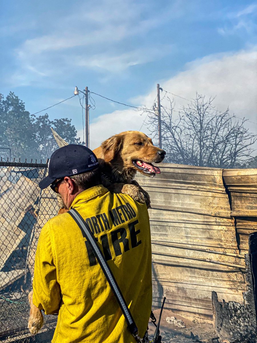 A firefighter carries a dog out of burning rubble.