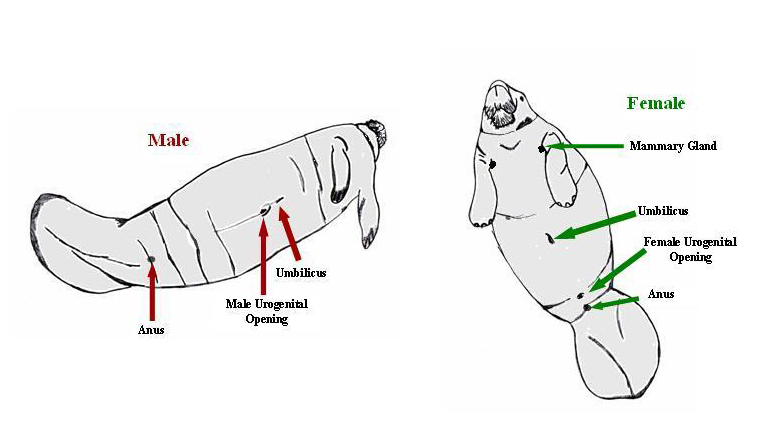 savethemanatee's tweet photo. How can you tell a male from a female manatee?
Females are usually larger!
On the underside, the male's genital opening is closer to the belly button and the females' is closer to the tail.
Find more facts at https://t.co/8DspBpm8jq #manateefact #WildLifeWednesday https://t.co/5O8zc3fnRL