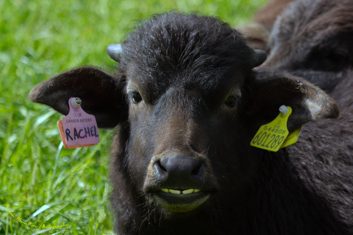 Say Cheese....

Our buffalo calves in the paddock at Boglily love a photo or two - and when they are on form, they can't help but smile.

Big thank you to <a href="/Gordon/">Sarah331</a> Hamilton
