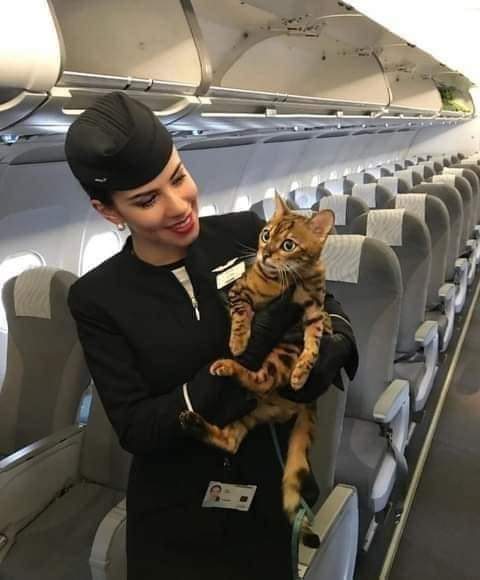 #NO_SOMOS_EQUIPAJE SOMOS SERES VIVOS Ángel viaja por el mundo con su familia Recientemente 2 animales murieron durante el transporte uno de frio y otro por aplastamiento de equipajes Ángel ha comenzado una campaña para q todos los animales viajen en cabina Difunde su campaña 😻